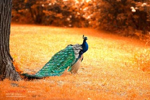 瓜达拉哈拉军团在对圣保罗火箭的比赛中击败对手